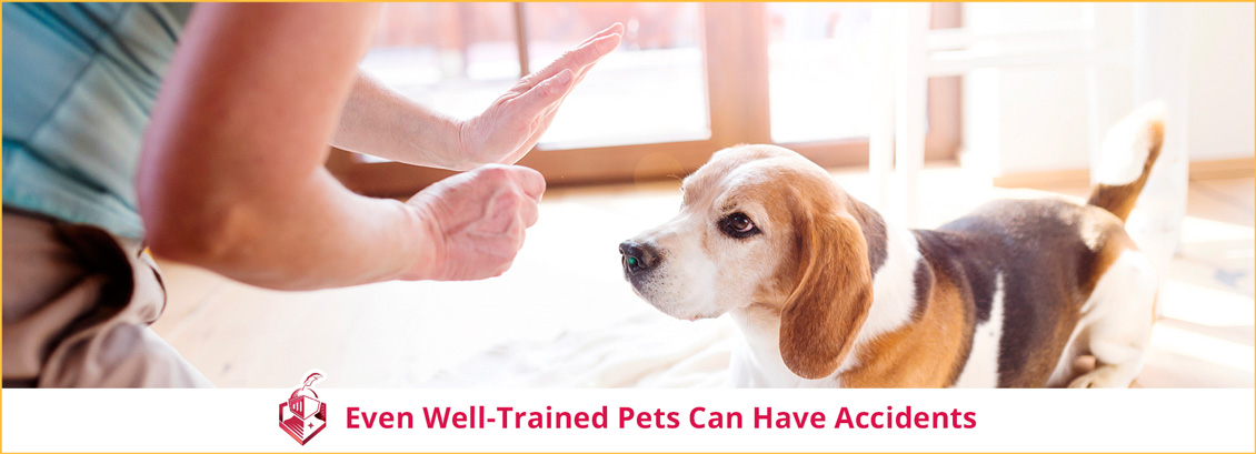 Even Well-Trained Pets Can Have Accidents